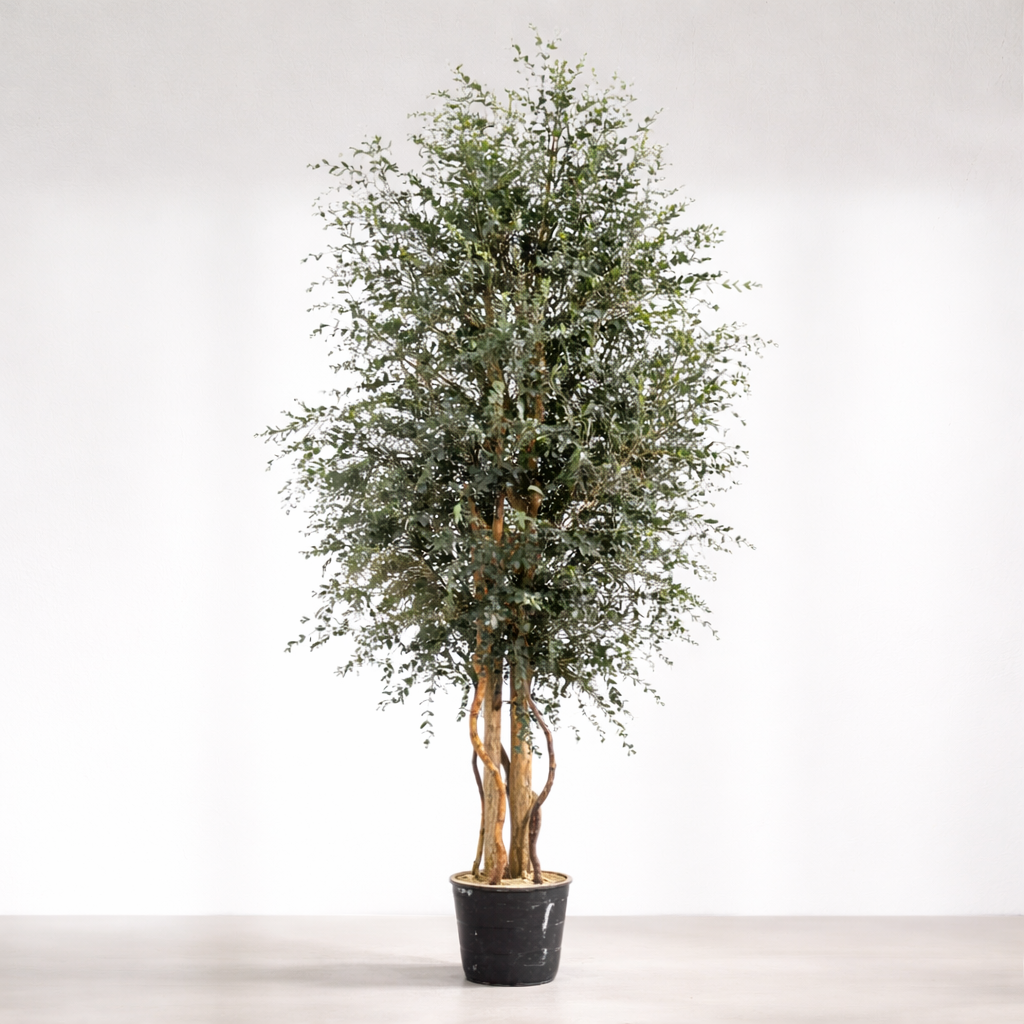 Ateliers Ouchamp Arbre Eucalyptus Stabilisé Large Populus Vert 1m80