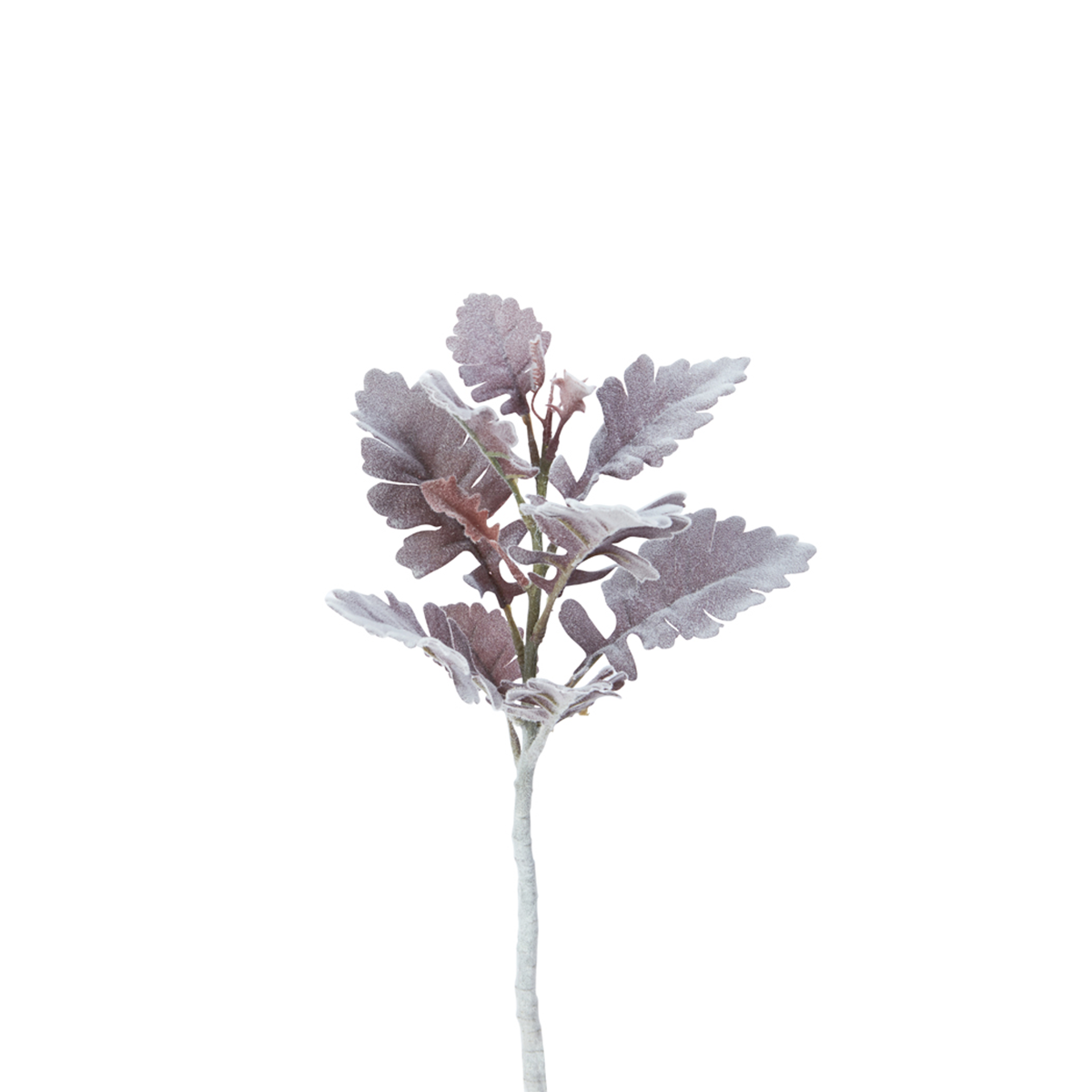 Sia Home Dusty Miller tige feuillage vert 30 cm