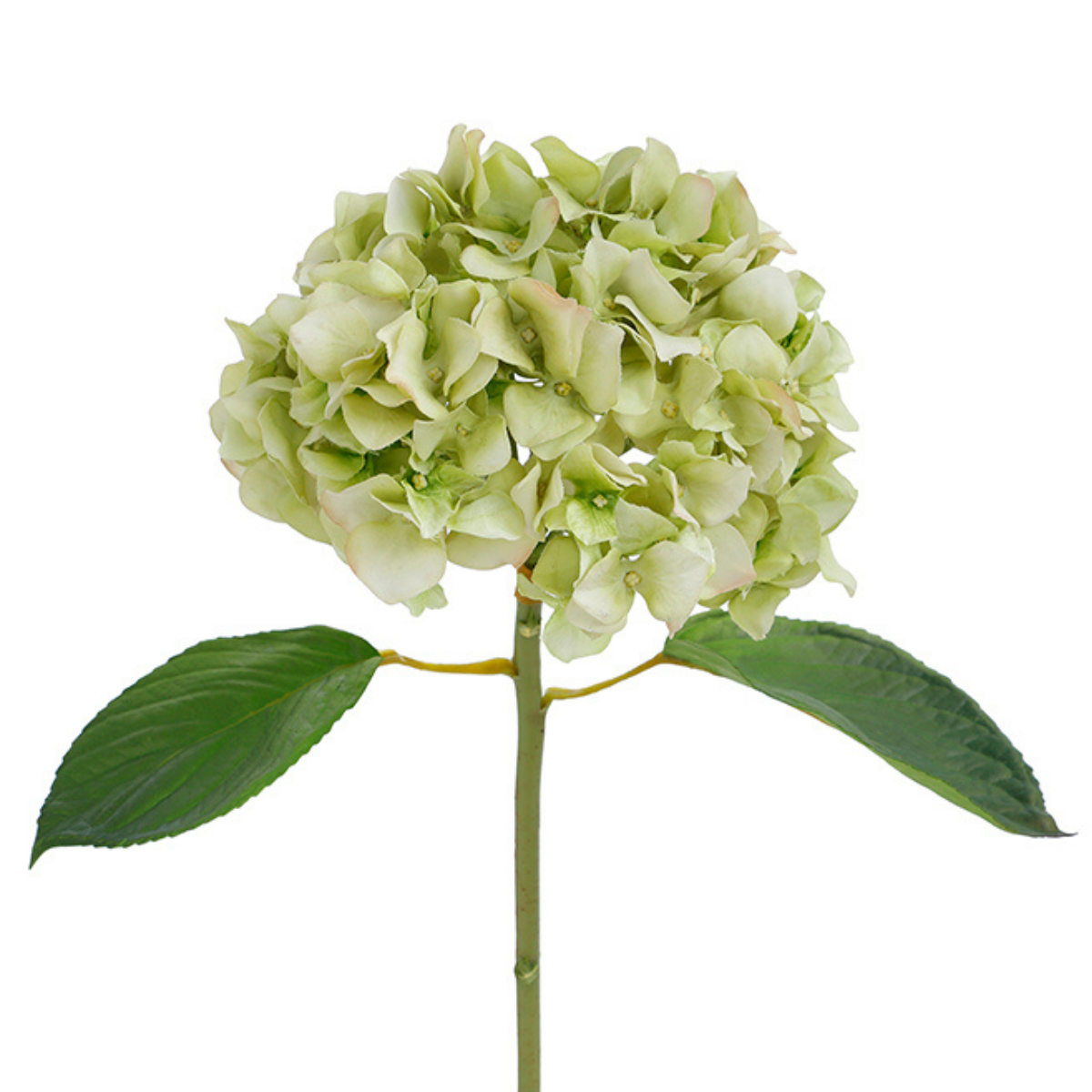 Sia Home Hortensia Premium 45 cm tige blanc et rose
