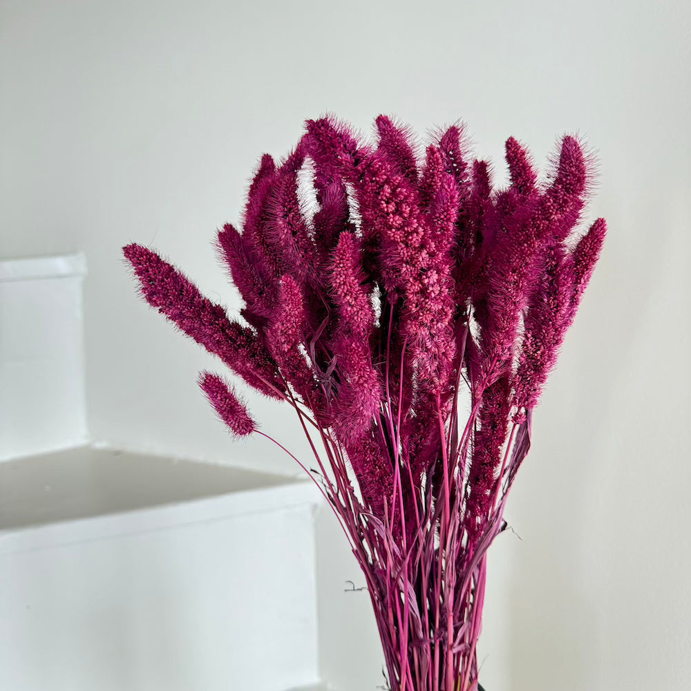 Flowrette Fleurs séchées Botte Sétaire bordeaux séchée x1