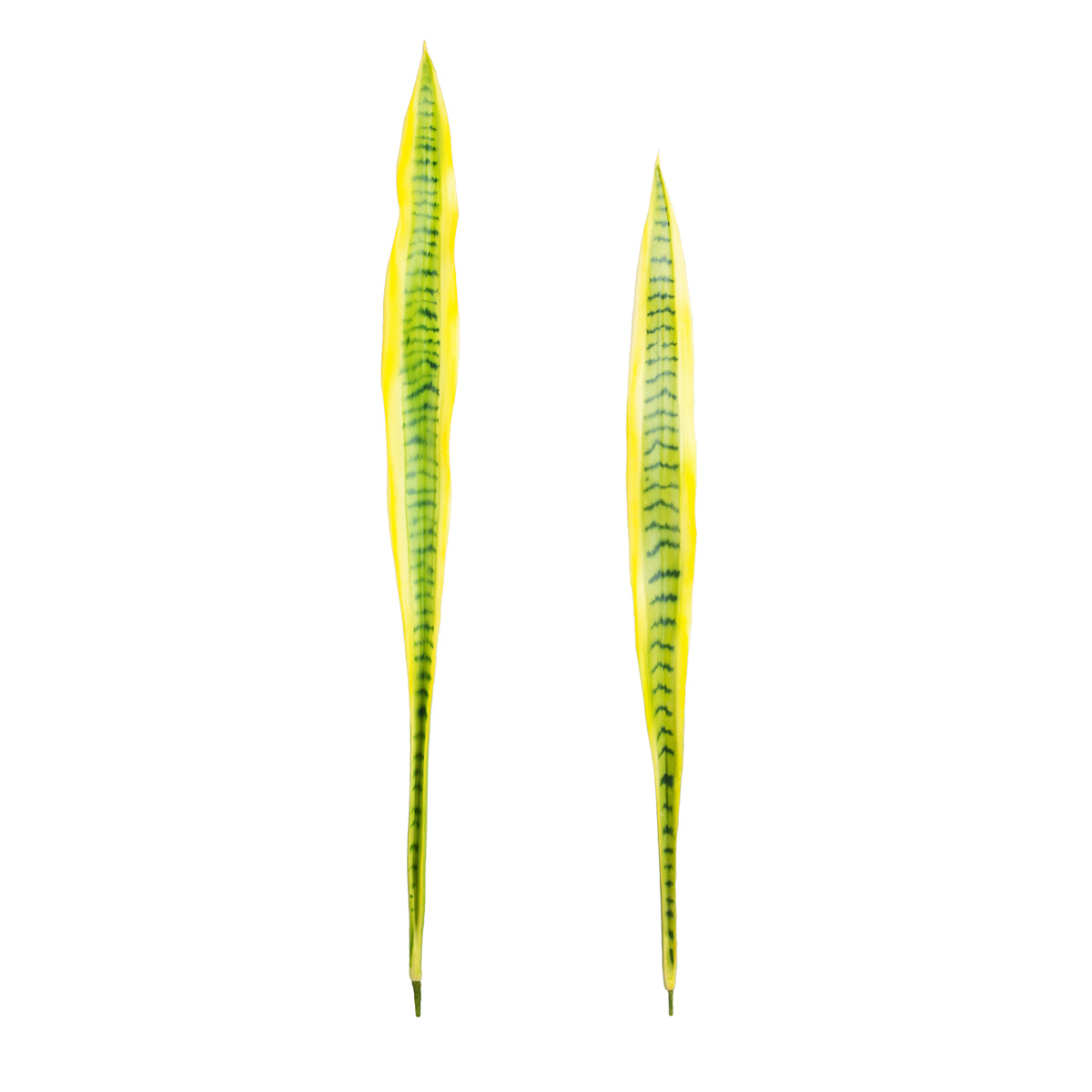 Sia Home Feuilles Sansevieria feuillage vert 91 cm lot 2