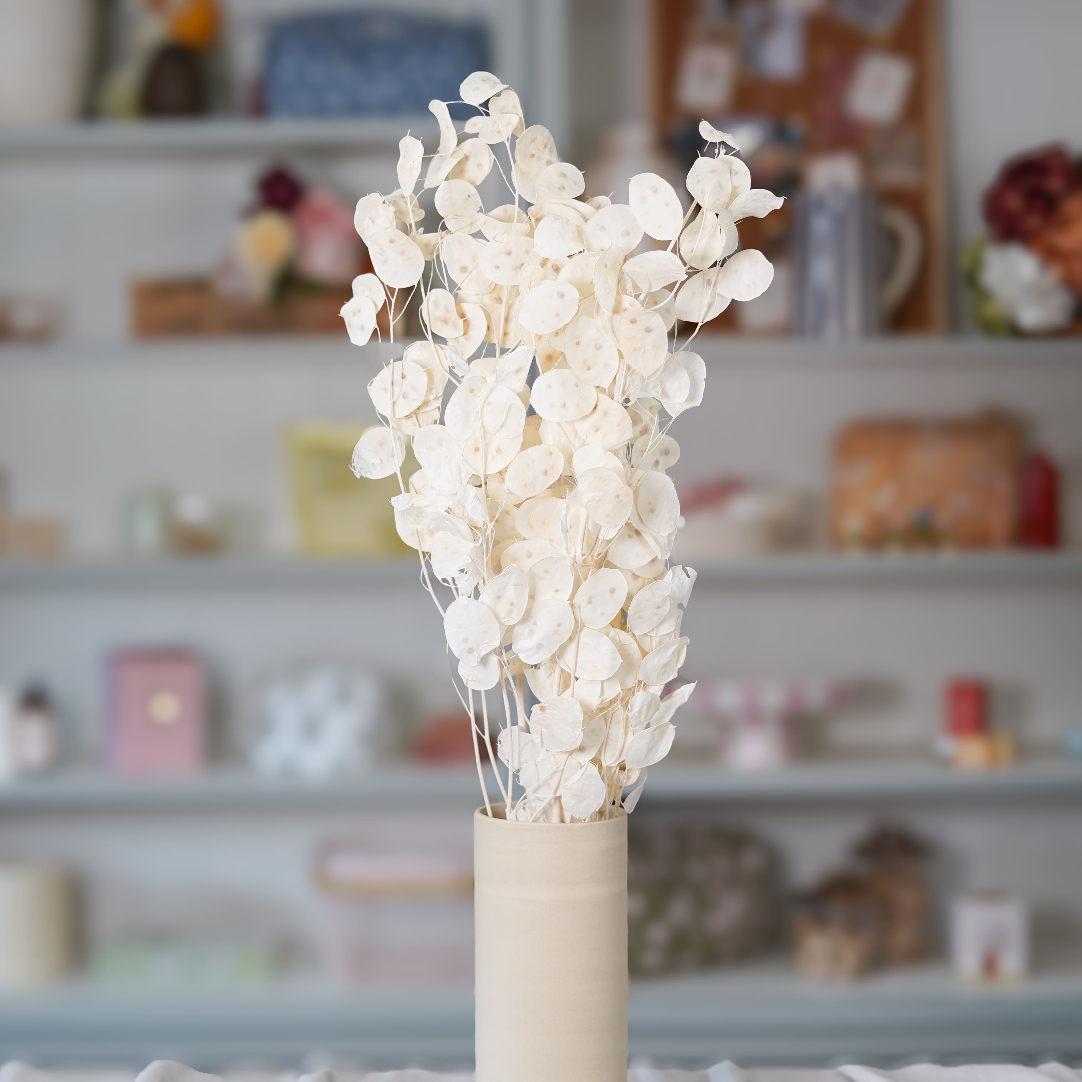 Flowrette Monnaie du Pape botte fleurs séchées x1 nacré