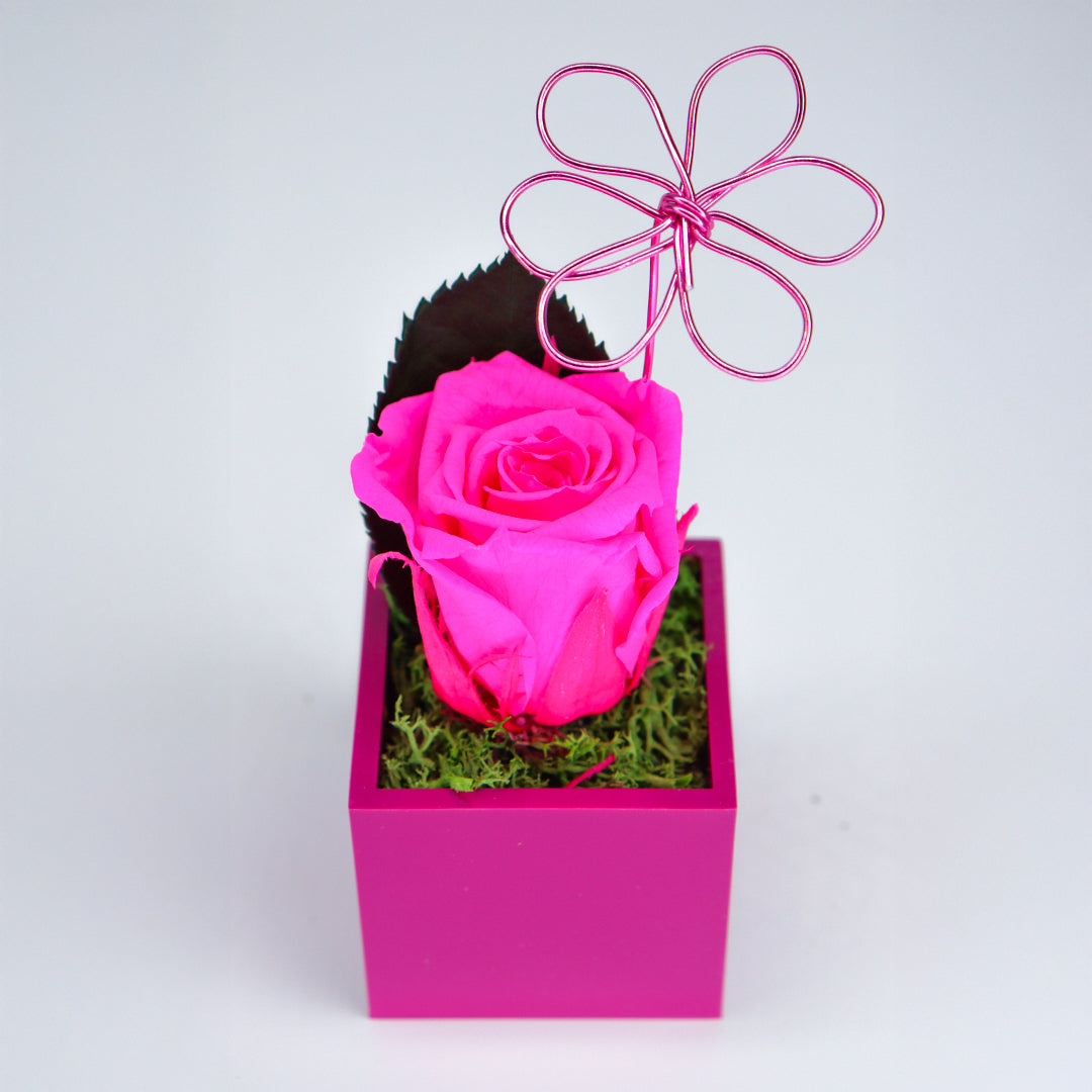 Ateliers Ouchamp Roses rose stabilisée aimant bleu