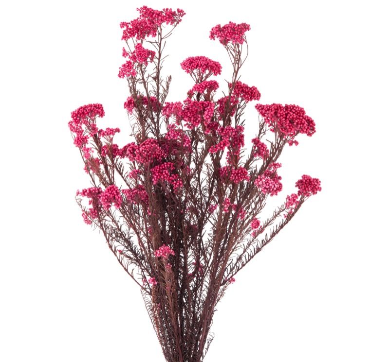 Feuillazur Rungis Helichrysum fleur séchée blanc 50cm