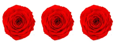 Feuillazur Rungis Rose stabilisée x3 rouge 6 cm durable
