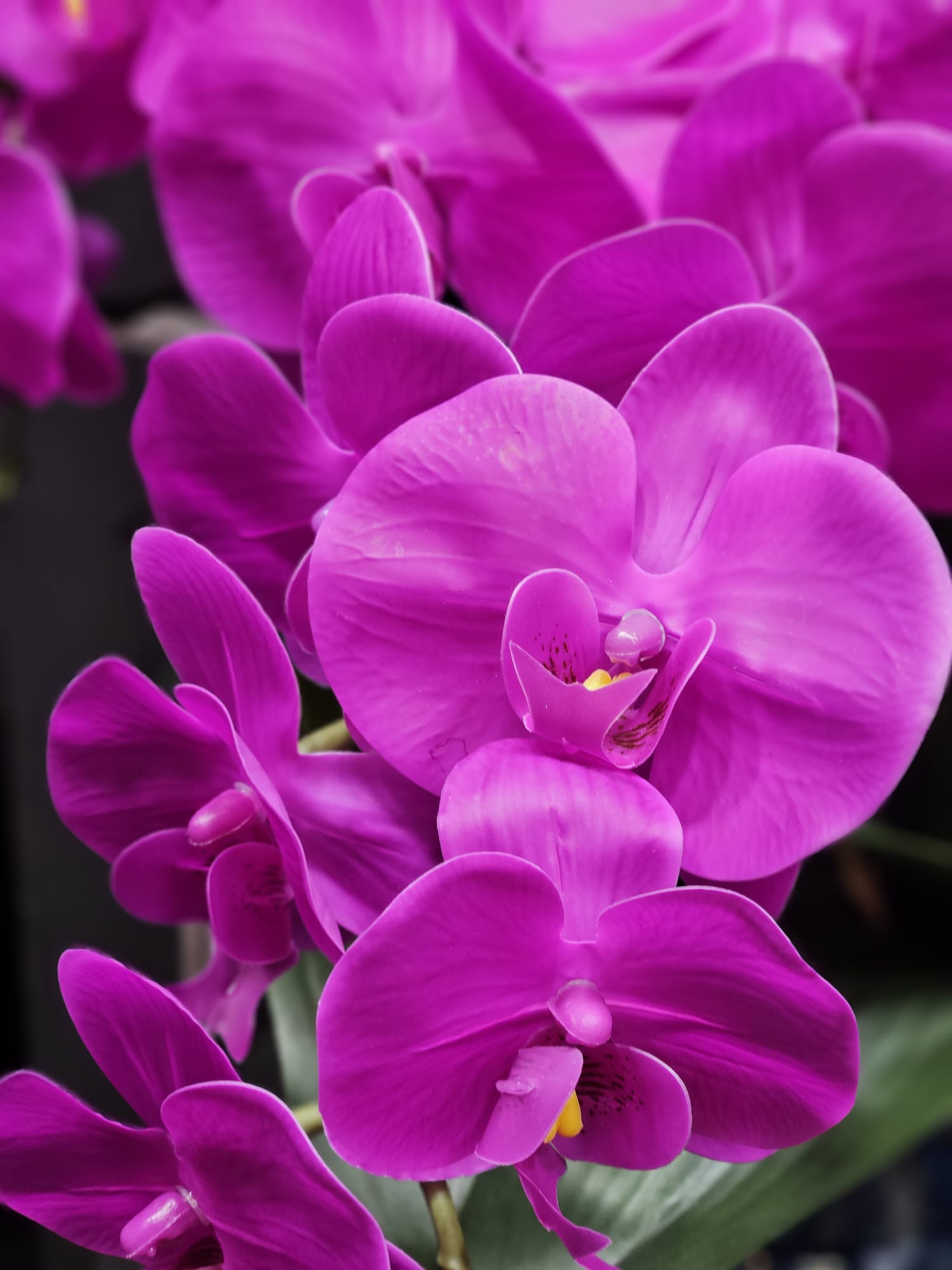 Côte Noire OOV09 fleurs parfumées bouquet orchidées fuchsia