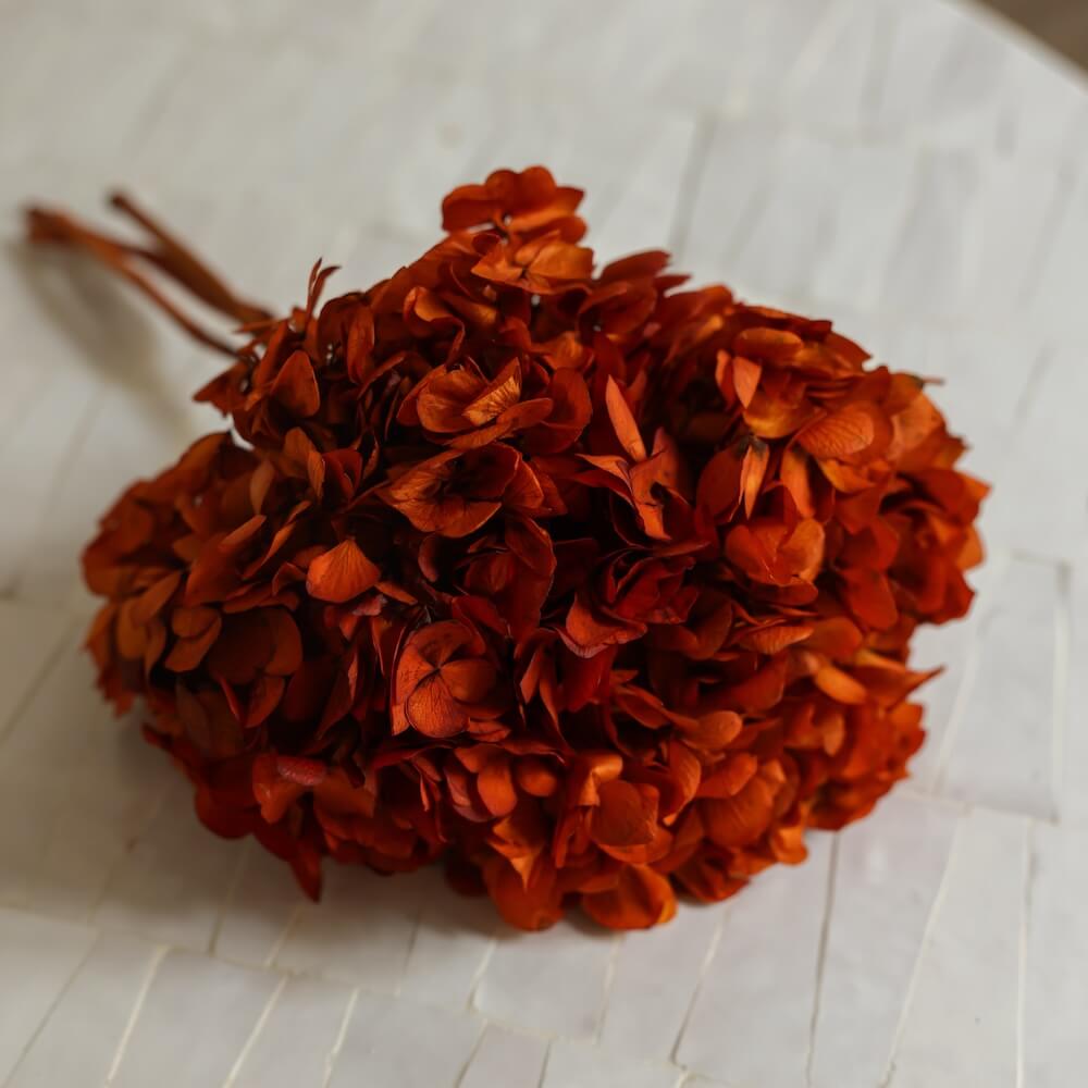 Flowrette Hortensia fleur stabilisée orange x1