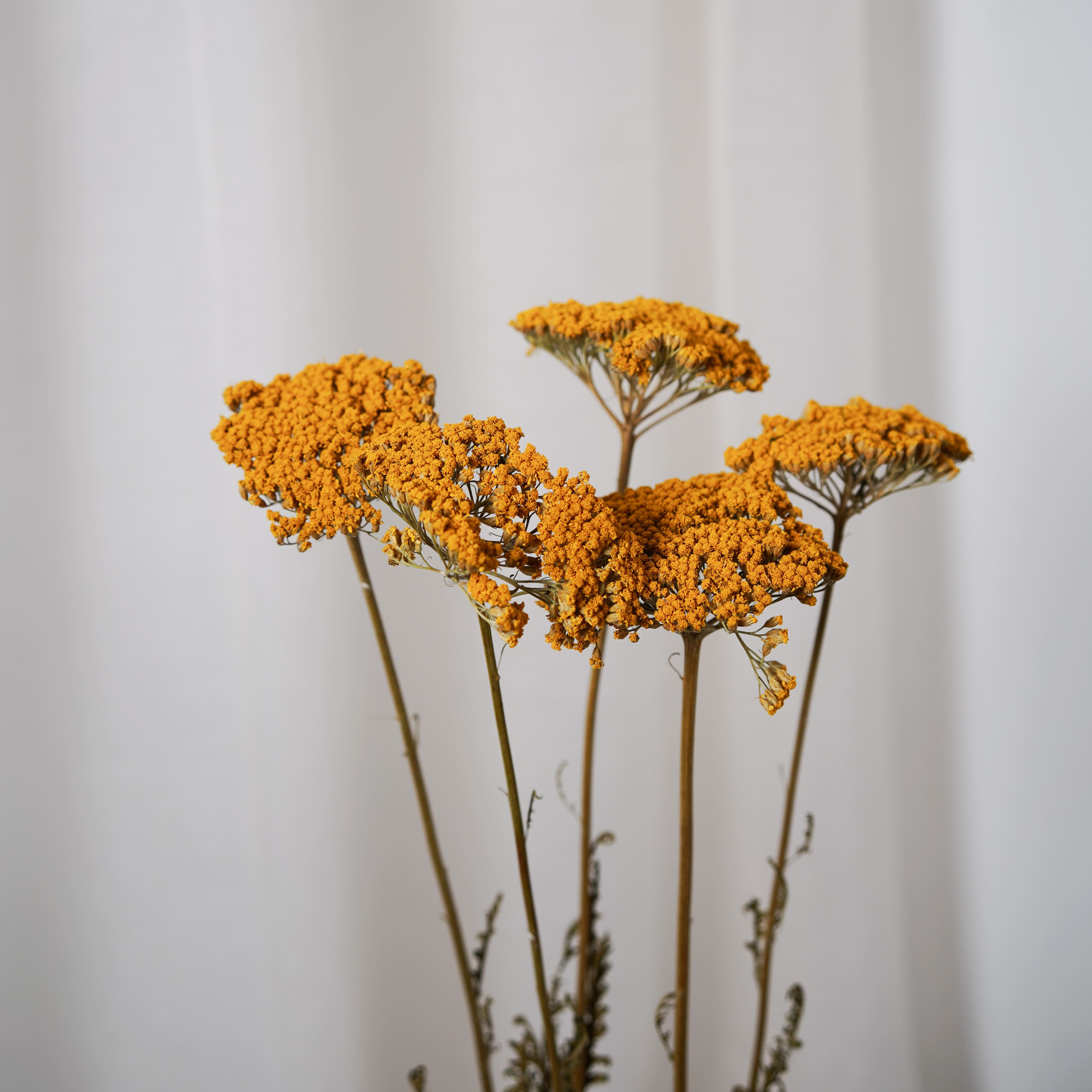 Flowrette Achillée Parker jaune fleur séchée botte x1