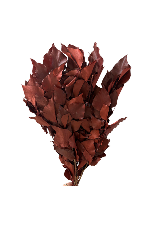 Feuillazur Hedera lierre stabilisé vert 60cm