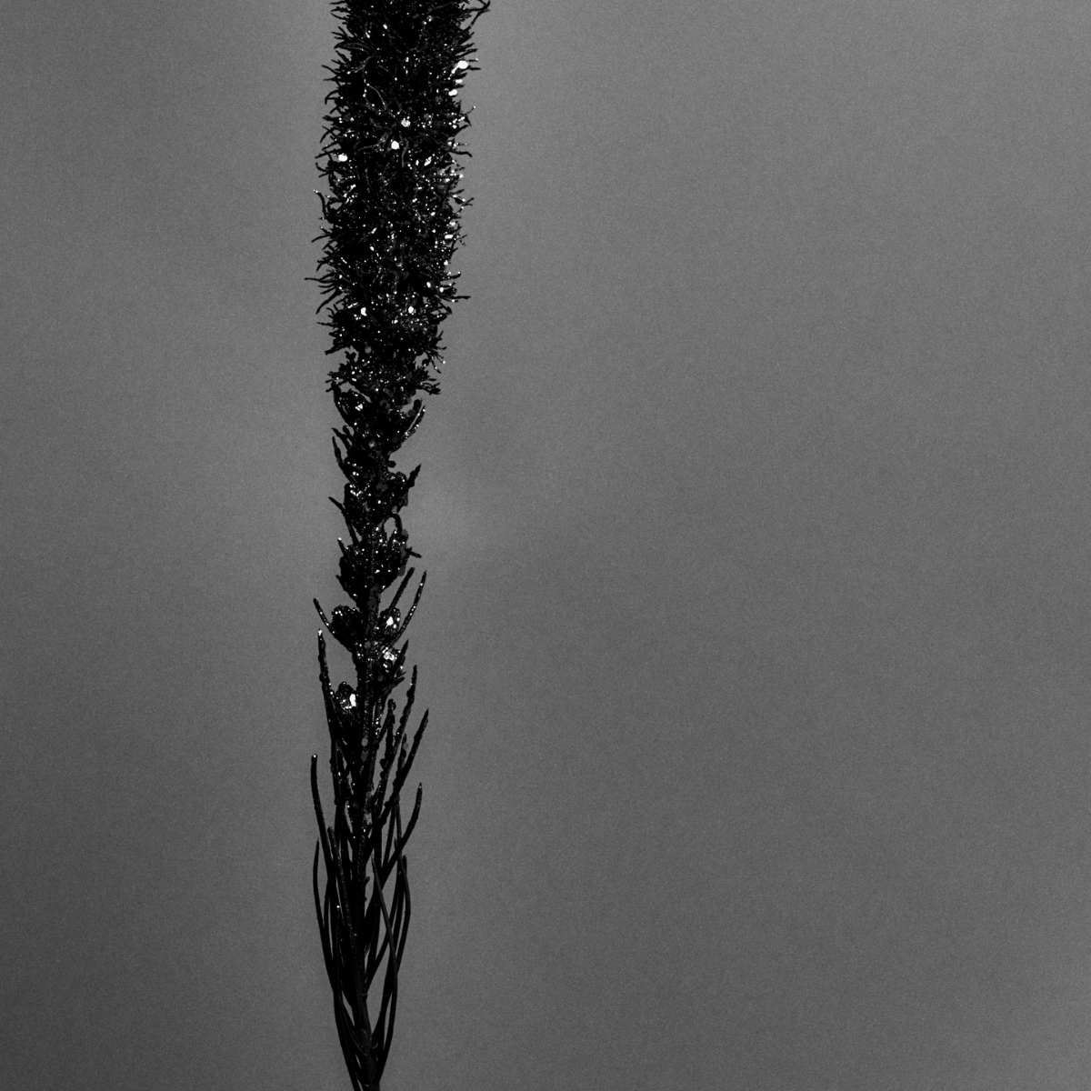 Sia Home Liatris tige artificielle violette pailletée 80 cm