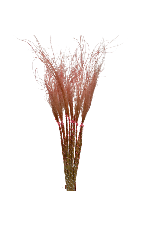Feuillazur Rungis Stypa Pennata Tuffs graminée séchée rose clair