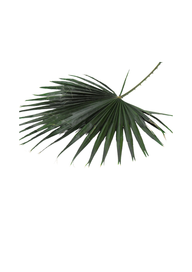Feuillazur Rungis Washingtonia feuille stabilisée vert 60/80cm
