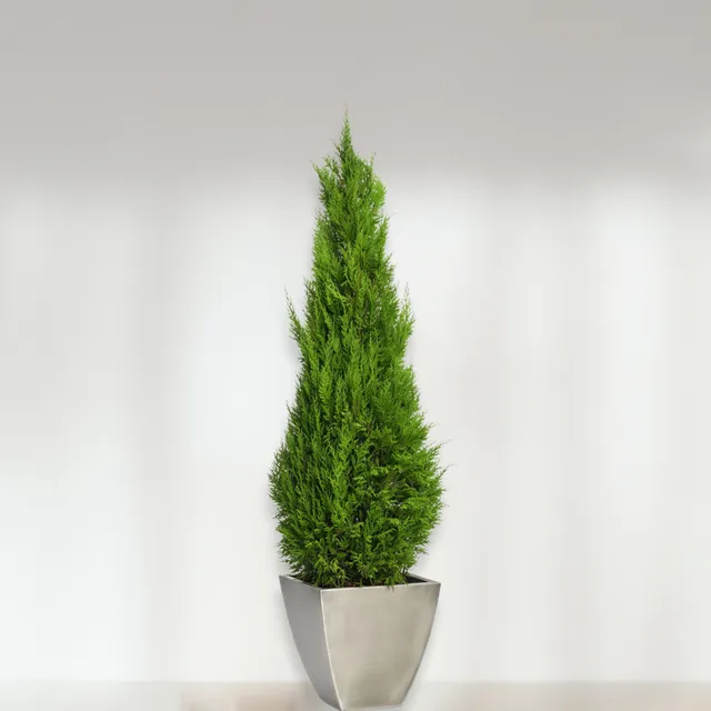 Ateliers Ouchamp Plantes Conifer Stardust plante stabilisée 1m40