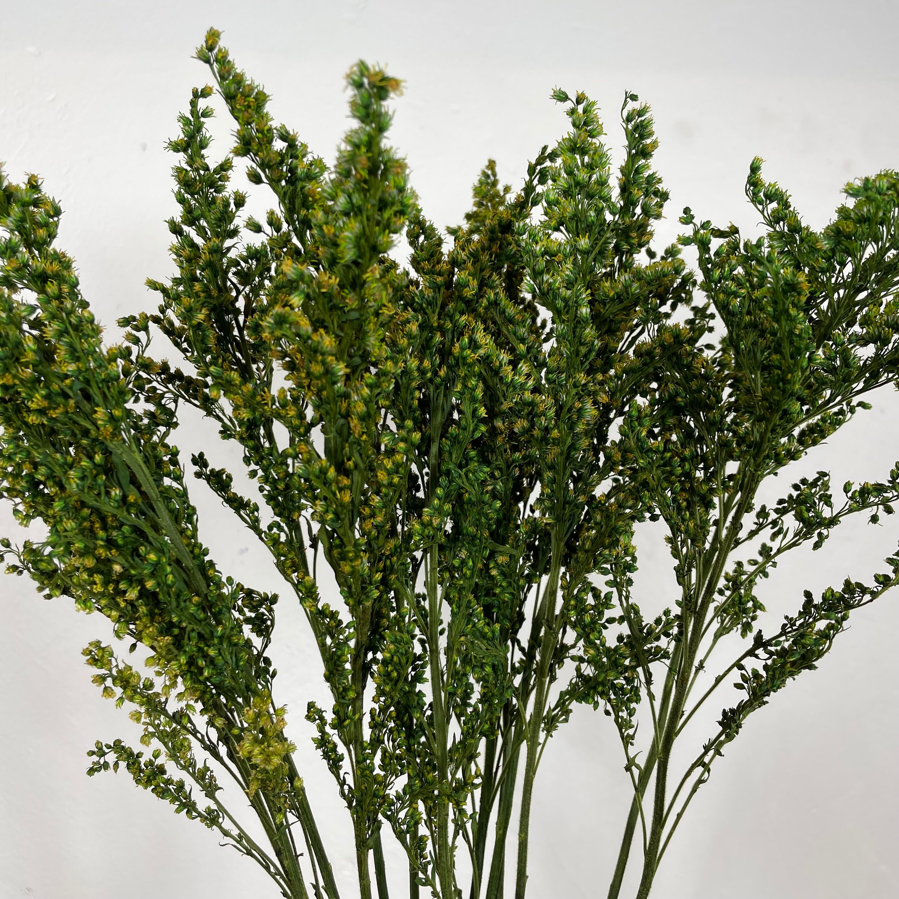 Ateliers Ouchamp Solidago stabilisé botte verte 30 cm