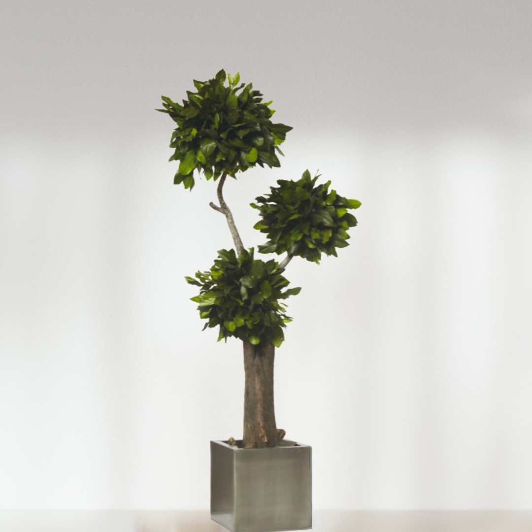 Ateliers Ouchamp Jumbo Salal stabilisé arbre 1m60