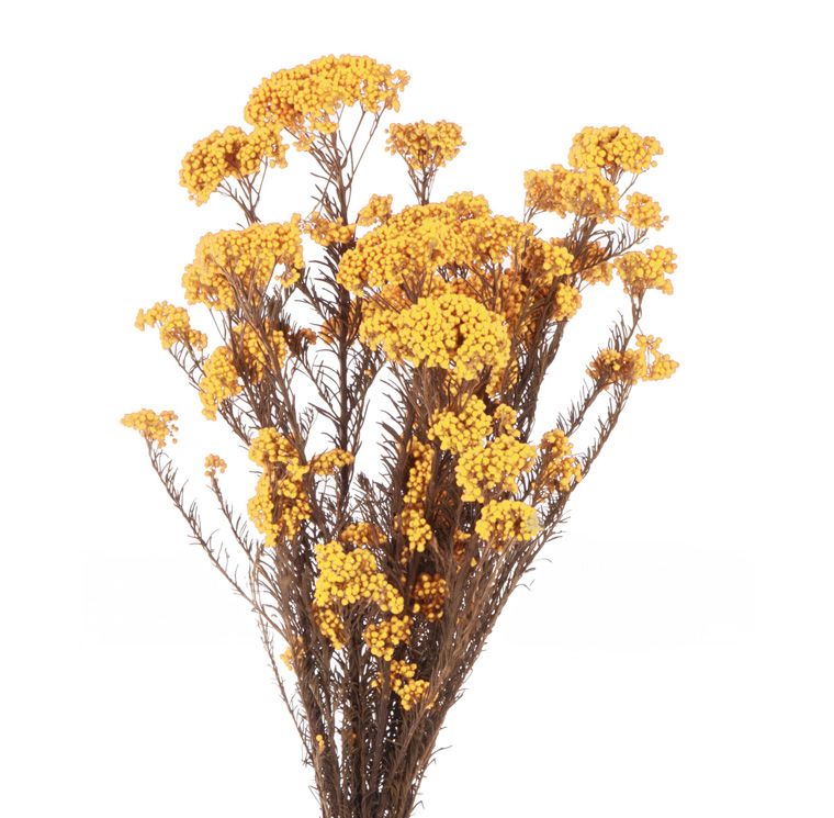 Feuillazur Rungis Helichrysum fleur séchée blanc 50cm