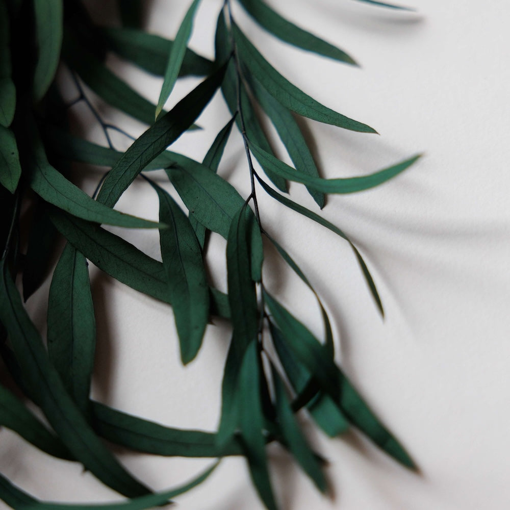 Flowrette Fleurs stabilisées Eucalyptus Nicoli botte verte x1