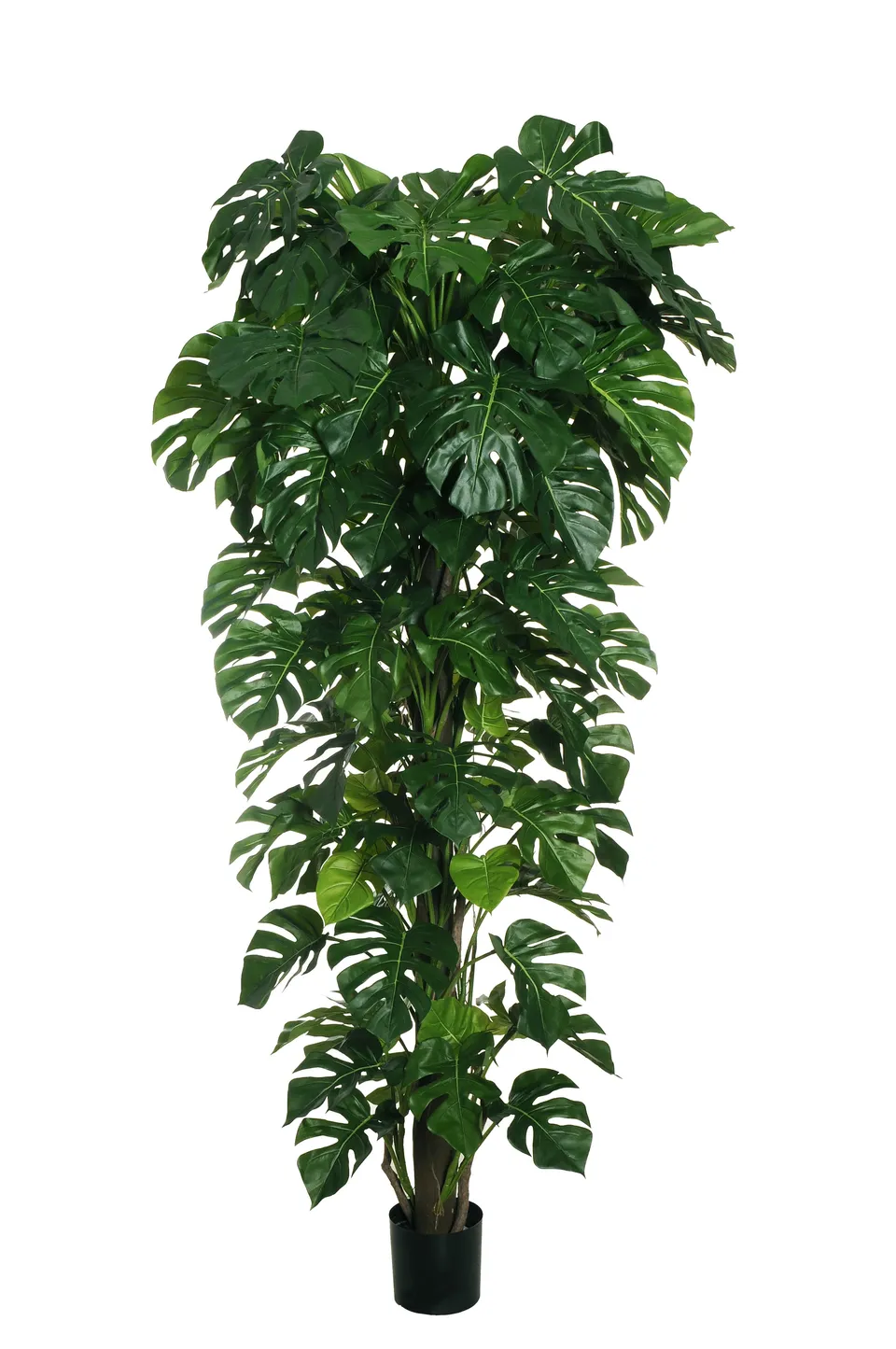 Feuillazur Rungis Philodendron Monstera plante verte 235cm