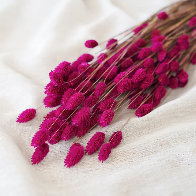 Flowrette Phalaris botte fleurs séchées fuchsia x1