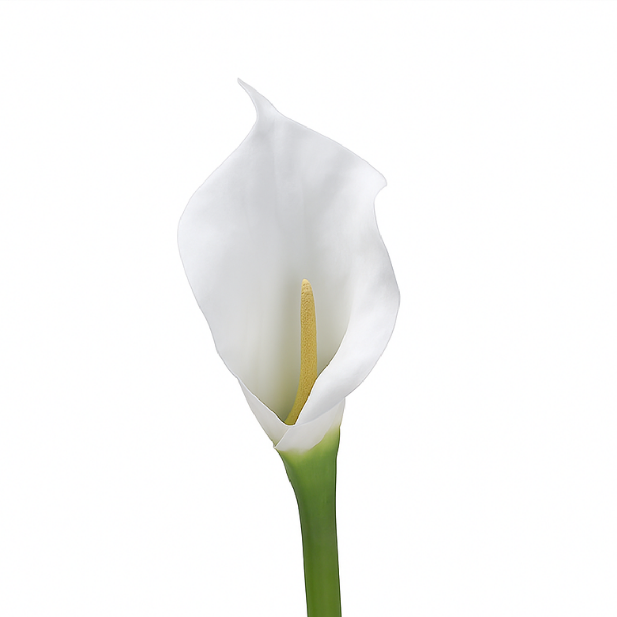 Sia Home Arum spathe court Premium blanc 75 cm tige