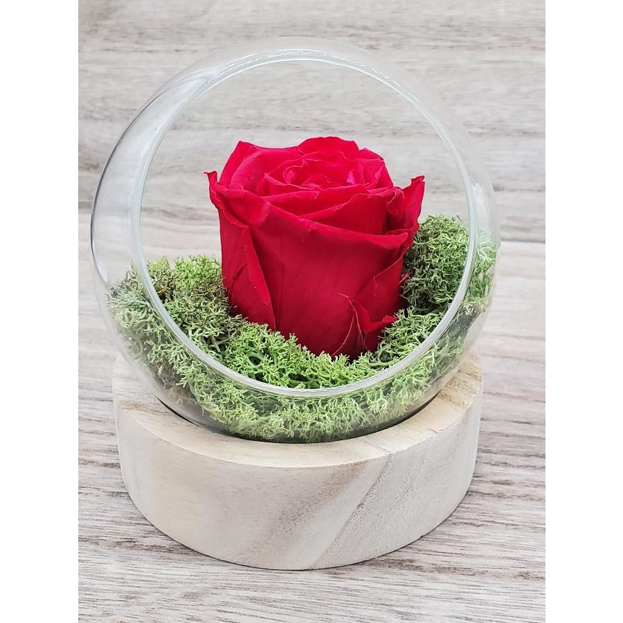 ATELIERS OUCHAMP Place Mexico rose éternelle blanche 10cm