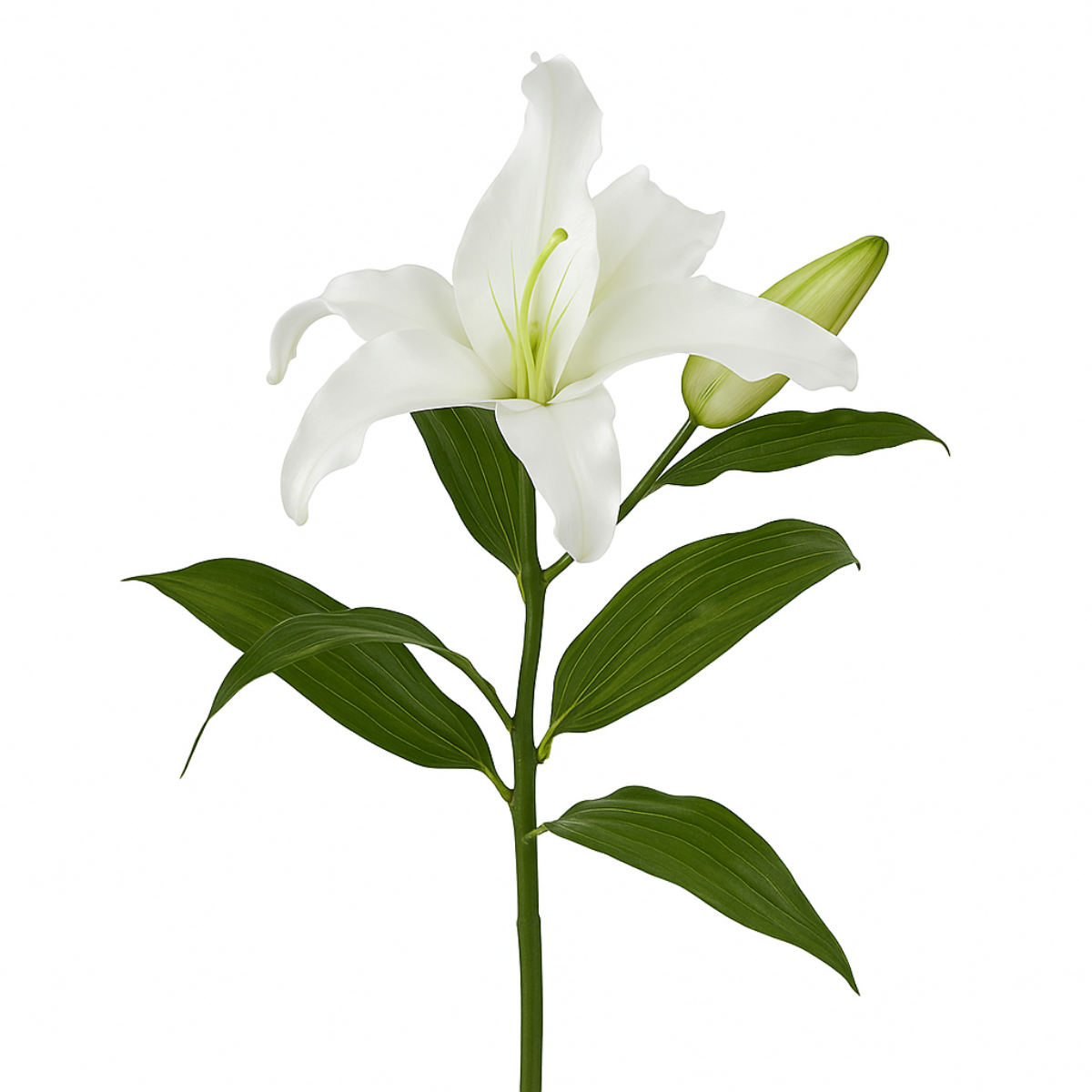 Sia Home Lys Casablanca tige artificielle blanc 65 cm premium