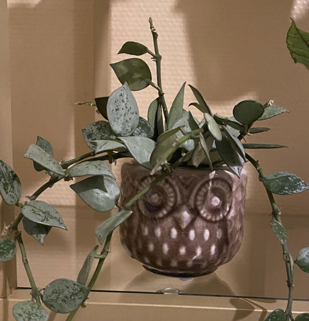 Sia Home Owly Cache-Pot 6 cm gris céramique