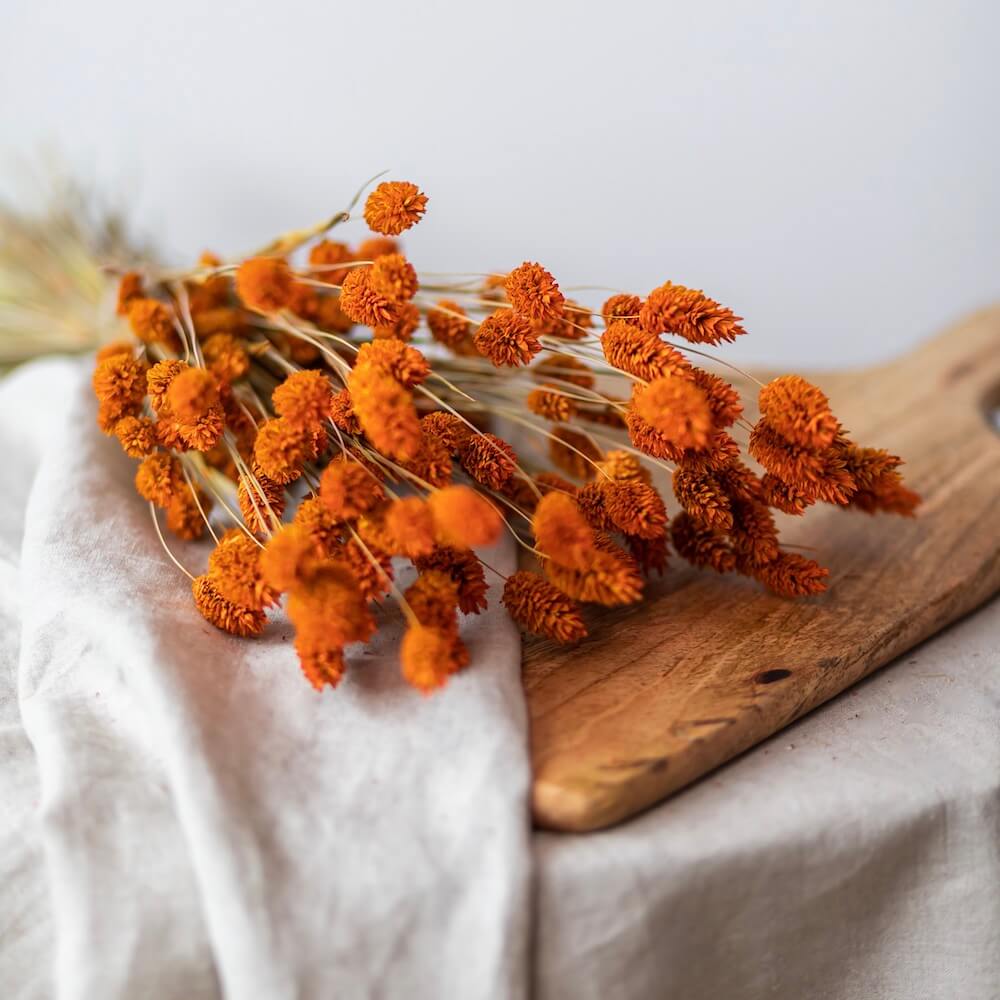 Flowrette Fleurs séchées Botte Phalaris orange x1