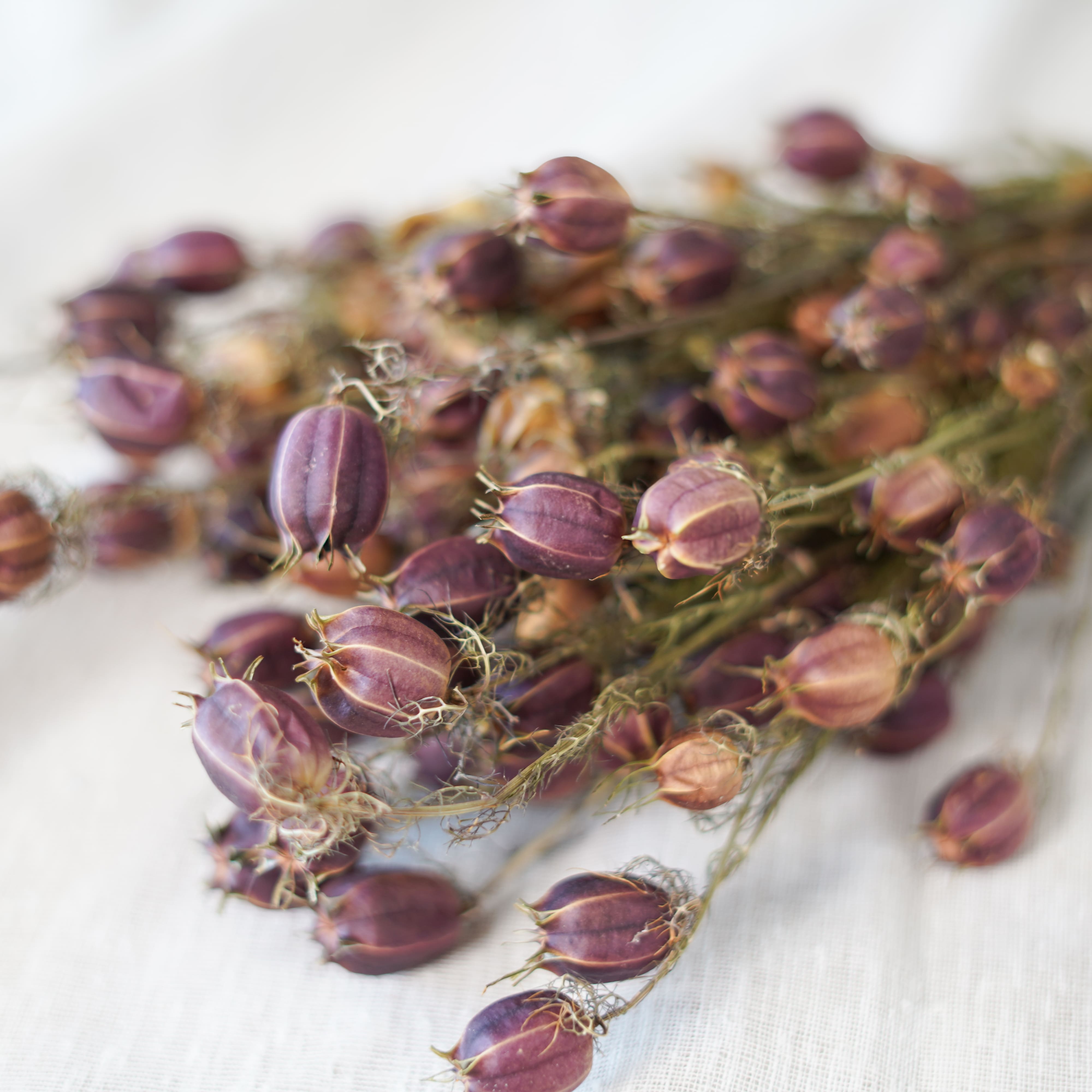 Flowrette Fleurs séchées Botte Nigelle de Damas x1 étoile rousse