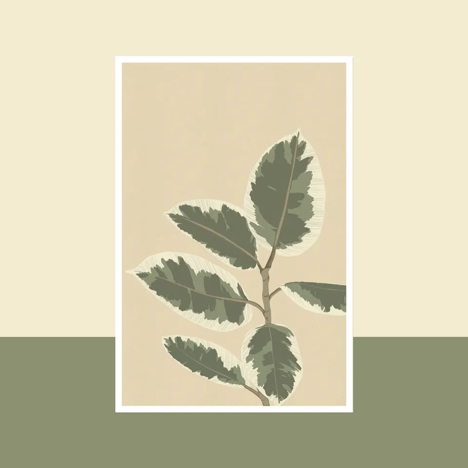 Flowrette carte Ficus El Tineke botanique