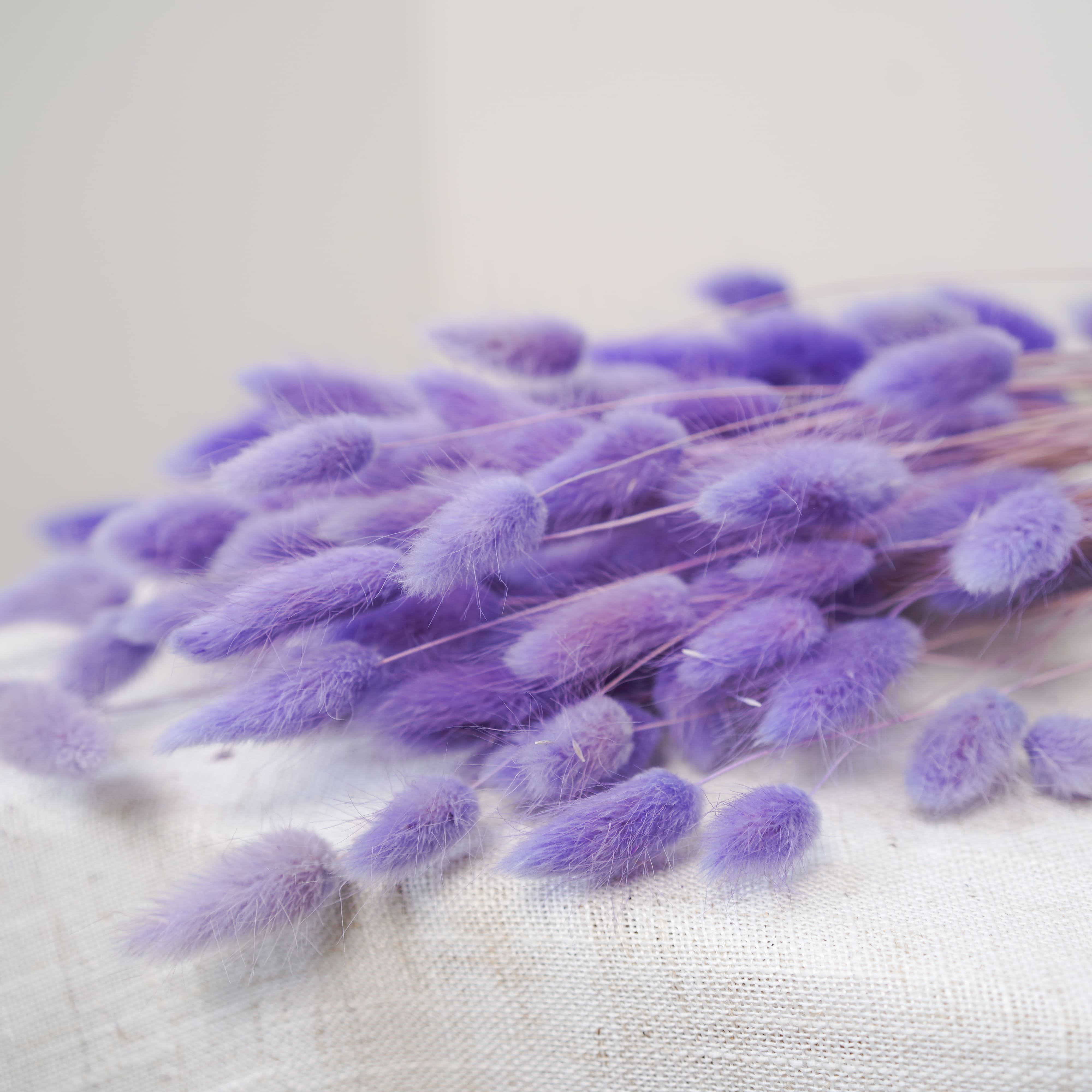 Flowrette Lagurus violet clair fleurs séchées botte x1