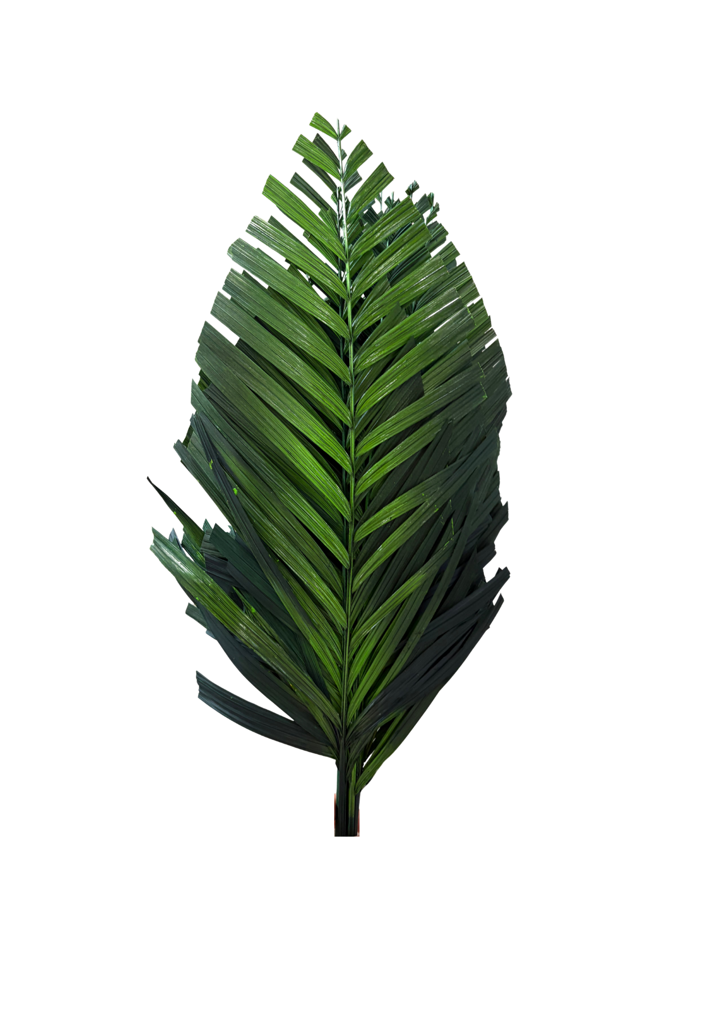 Feuillazur Rungis Areca Cut feuillage stabilisé vert et rouge