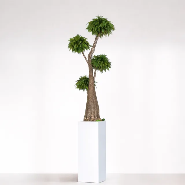 Ateliers Ouchamp Jumbo Thuja stabilisé 1m60