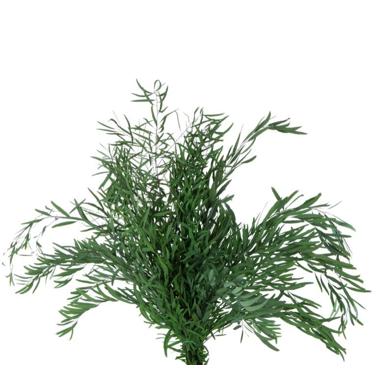 Feuillazur Rungis Eucalyptus Nicoly 80cm stabilisé vert