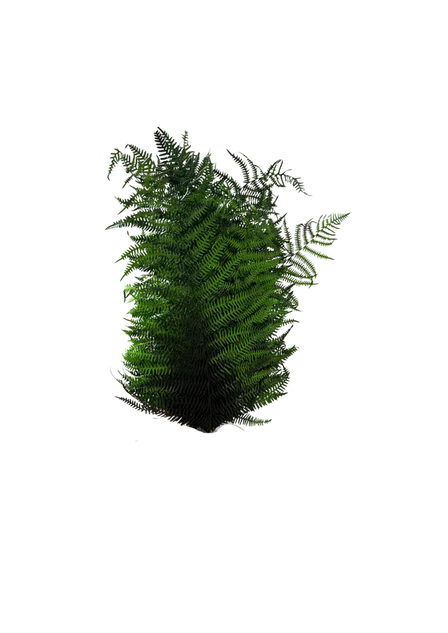 Feuillazur Rungis Berg Fern fougère stabilisée vert