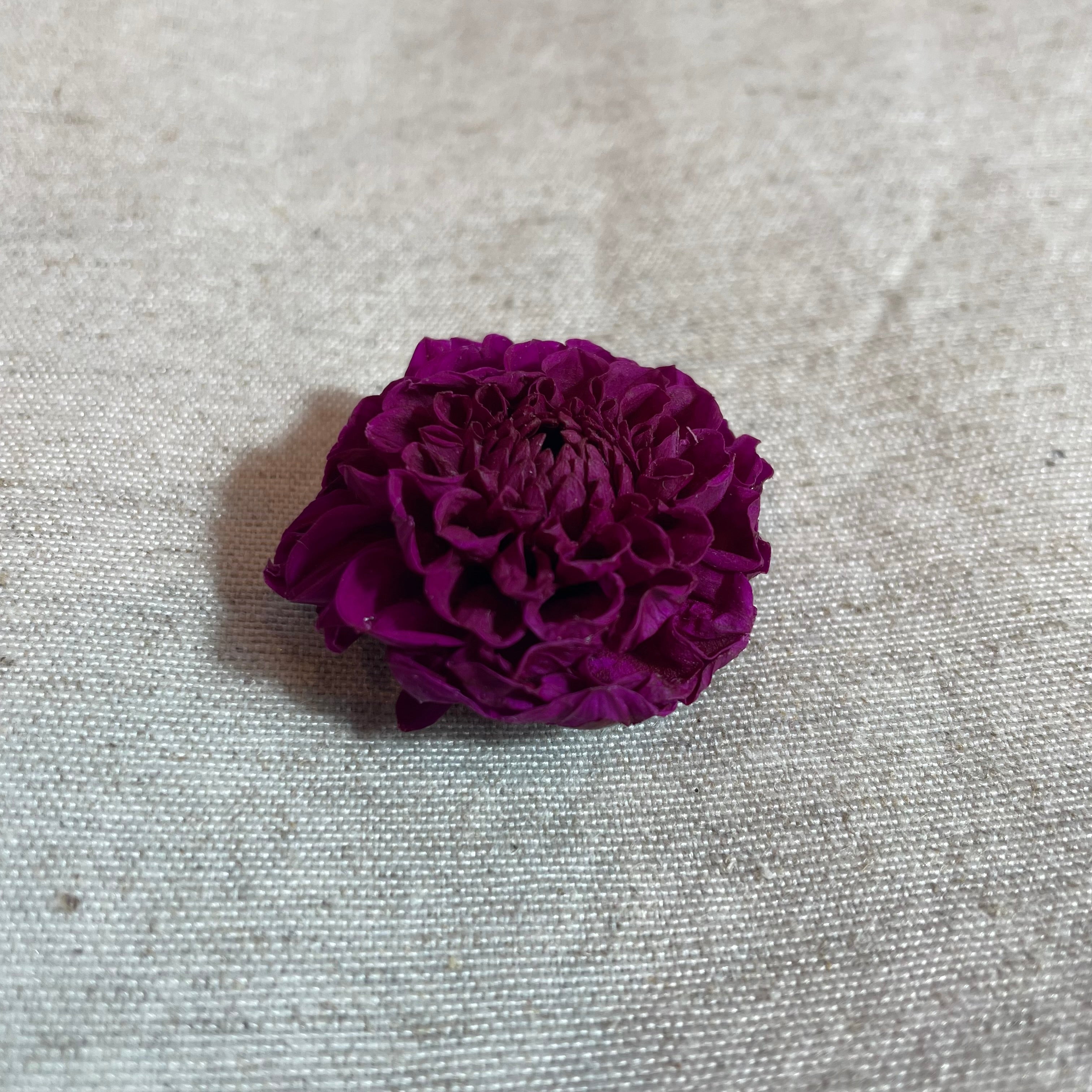 Ateliers Ouchamp Place de Breteuil boucles d’oreilles ivoire dahlia 5 cm