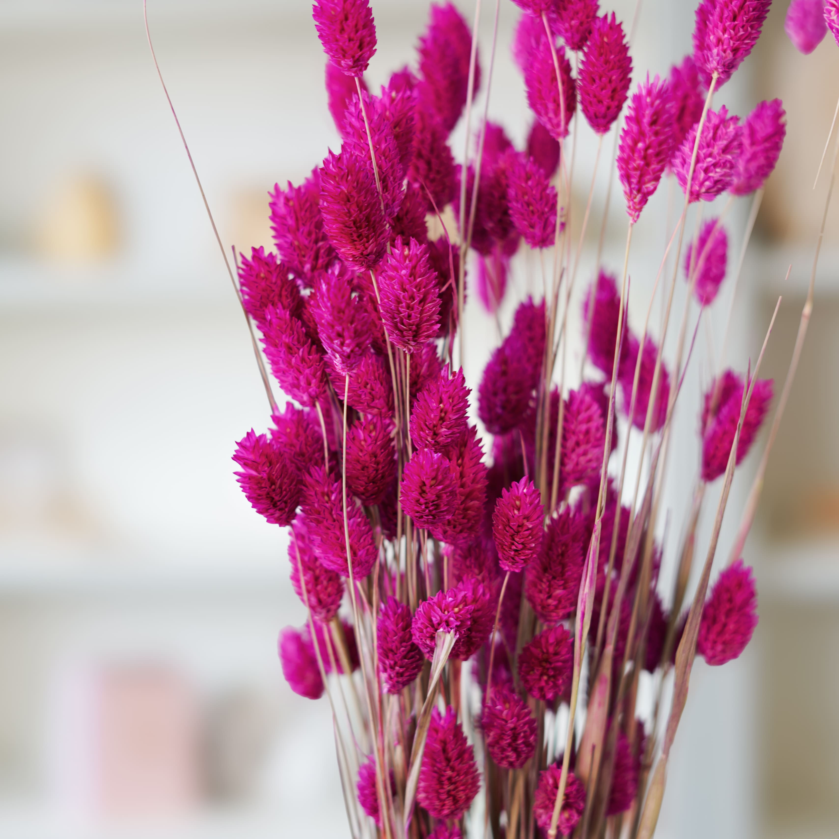 Flowrette Phalaris botte fleurs séchées fuchsia x1