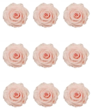 Feuillazur Rungis Rose stabilisée x9 rouge 4cm sans entretien