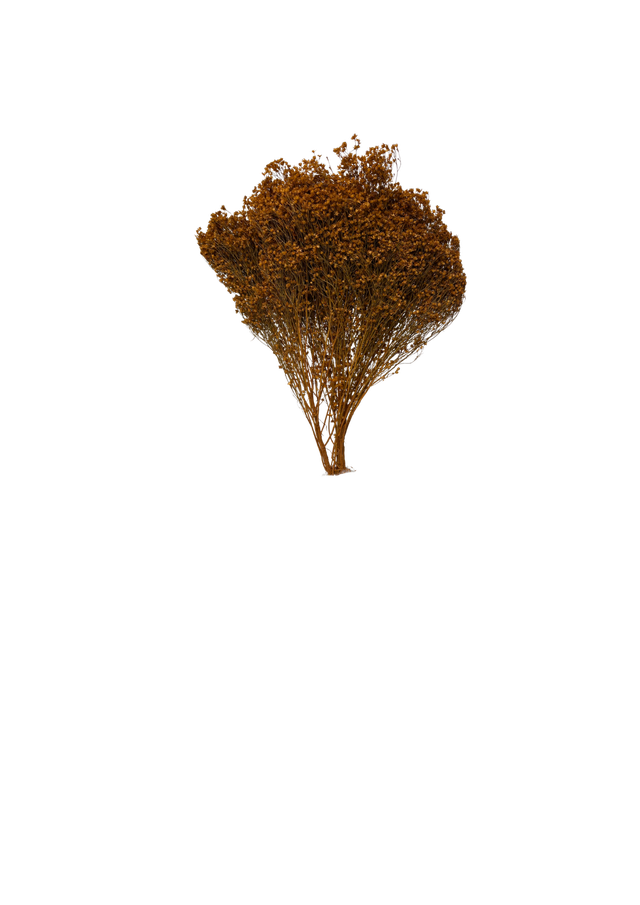 Feuillazur Rungis Broom Bloom fleur séchée rose 60 cm