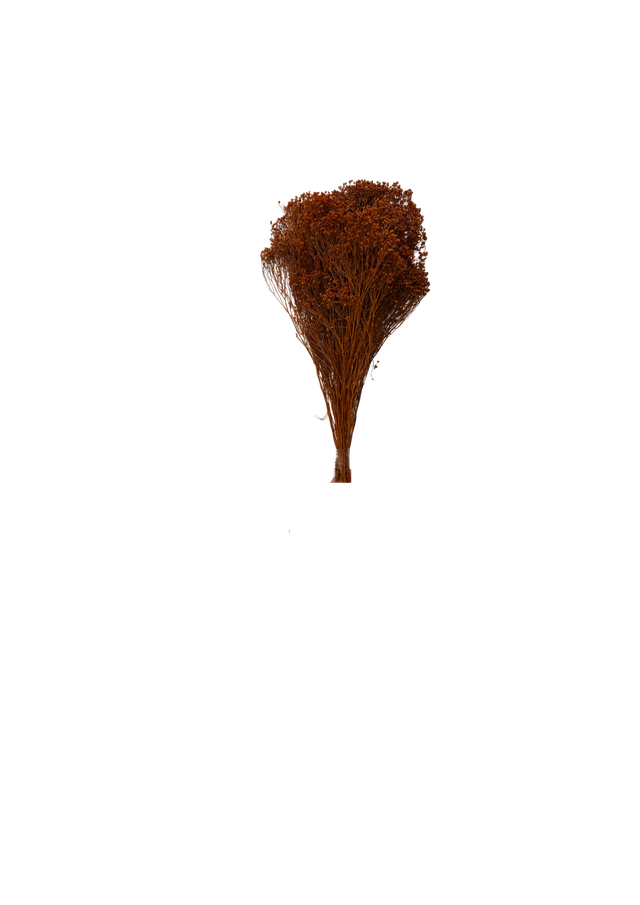 Feuillazur Rungis Broom Bloom fleur séchée rose 60 cm