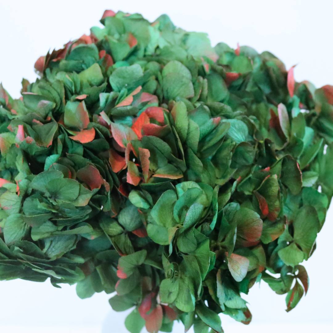 Ateliers Ouchamp Tête Hortensia bicolore blanc rose