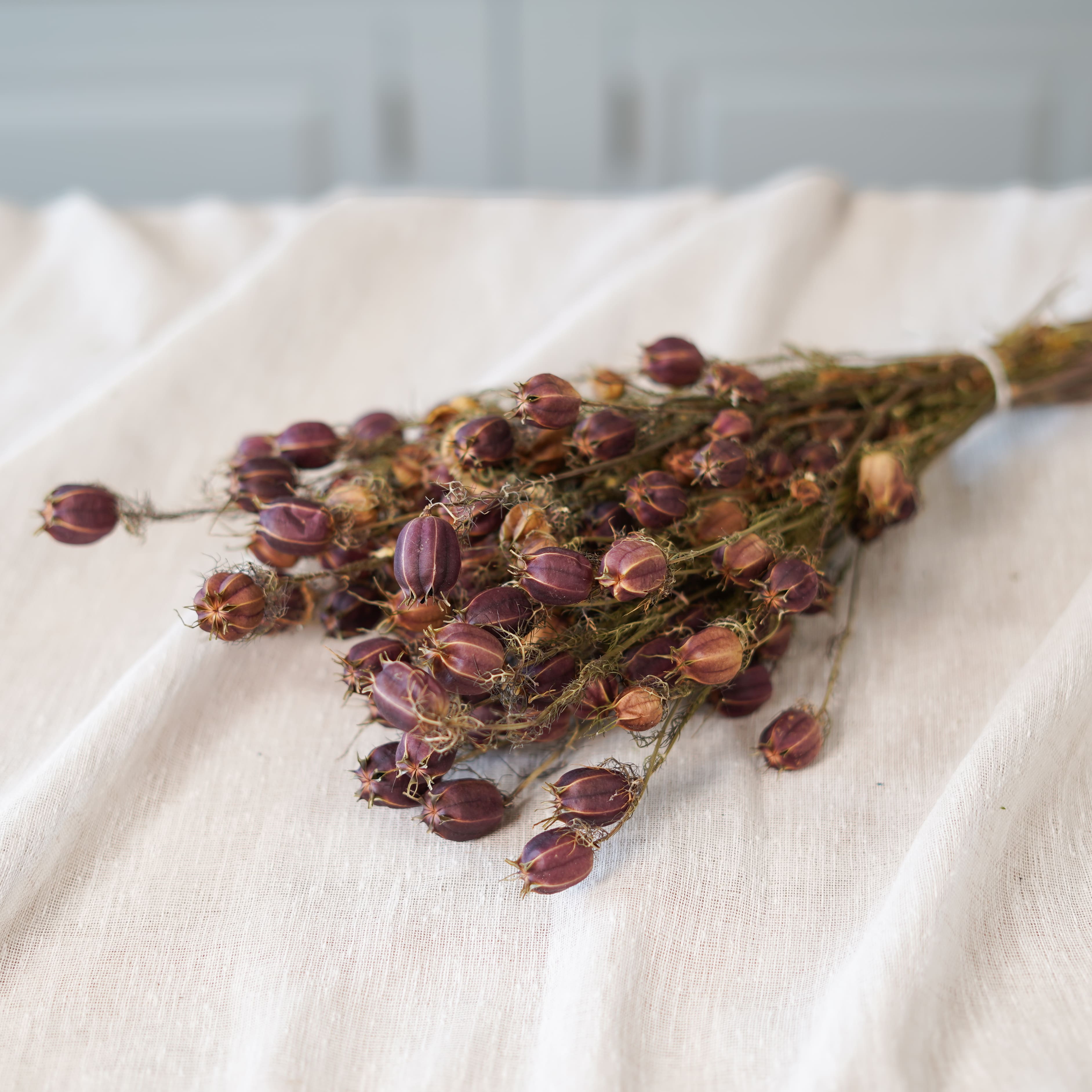 Flowrette Fleurs séchées Botte Nigelle de Damas x1 étoile rousse