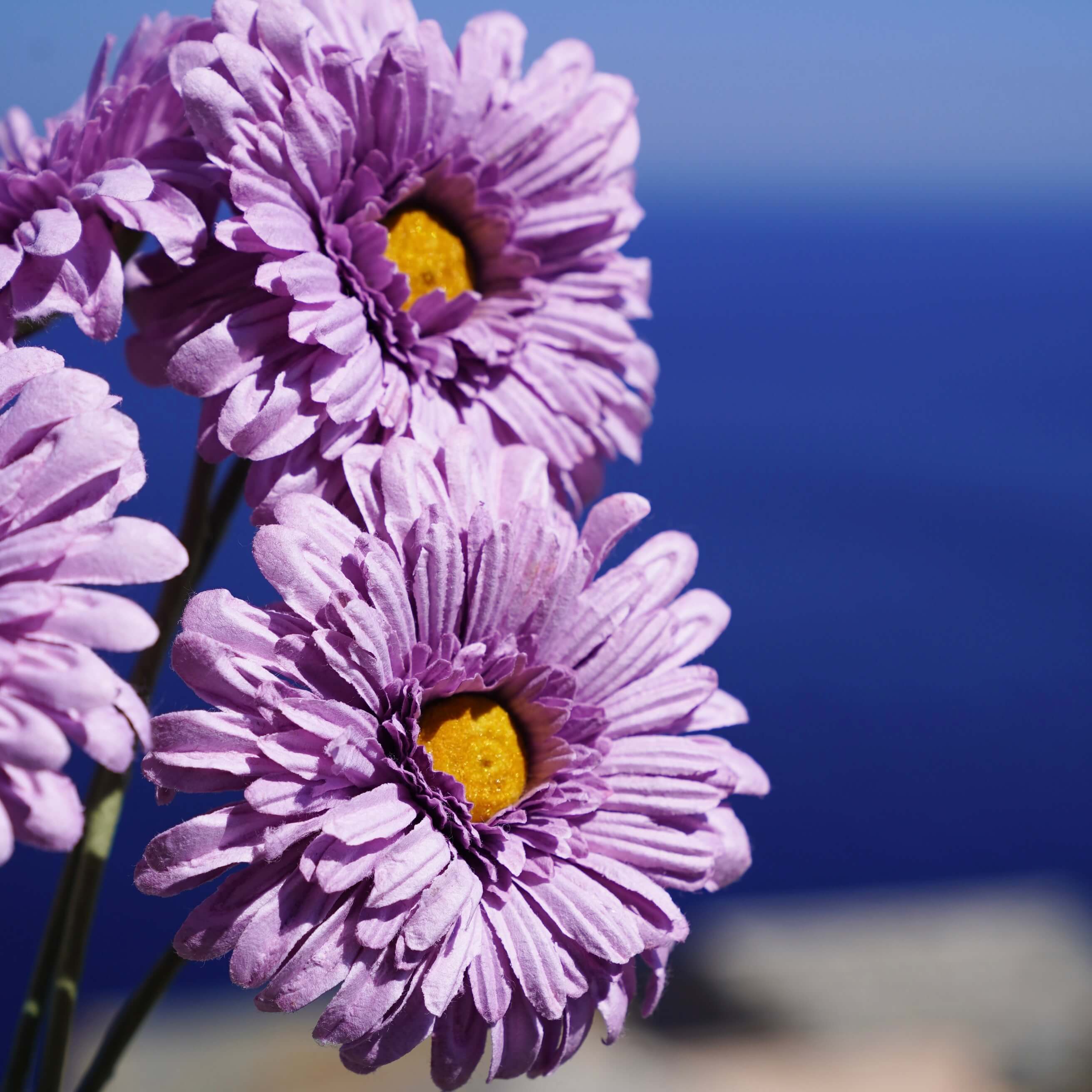 Flowrette Fleurs en papier Gerbera mauve fleur en papier x1 tige