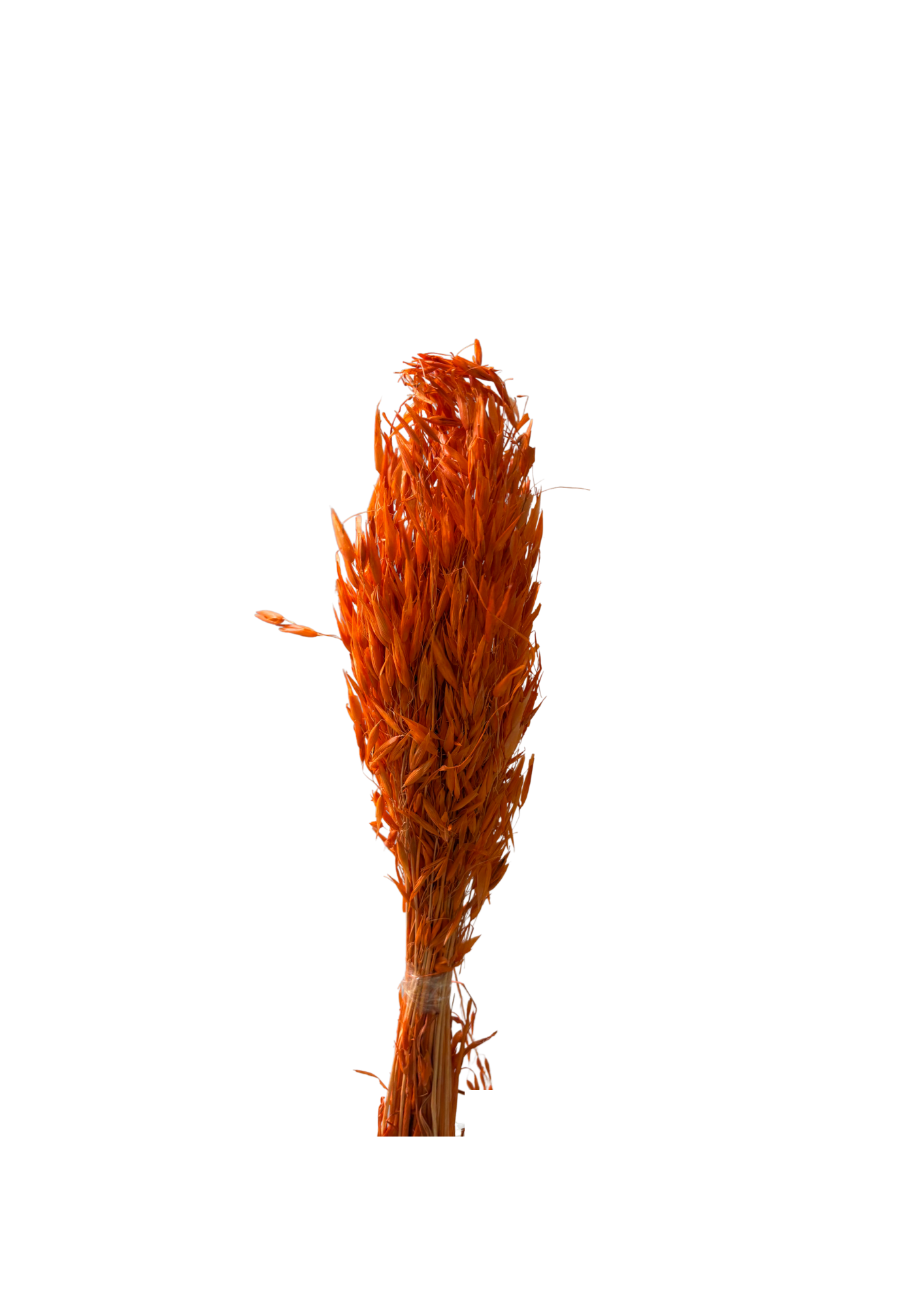 Feuillazur Rungis Avena fleur séchée rose clair 60cm