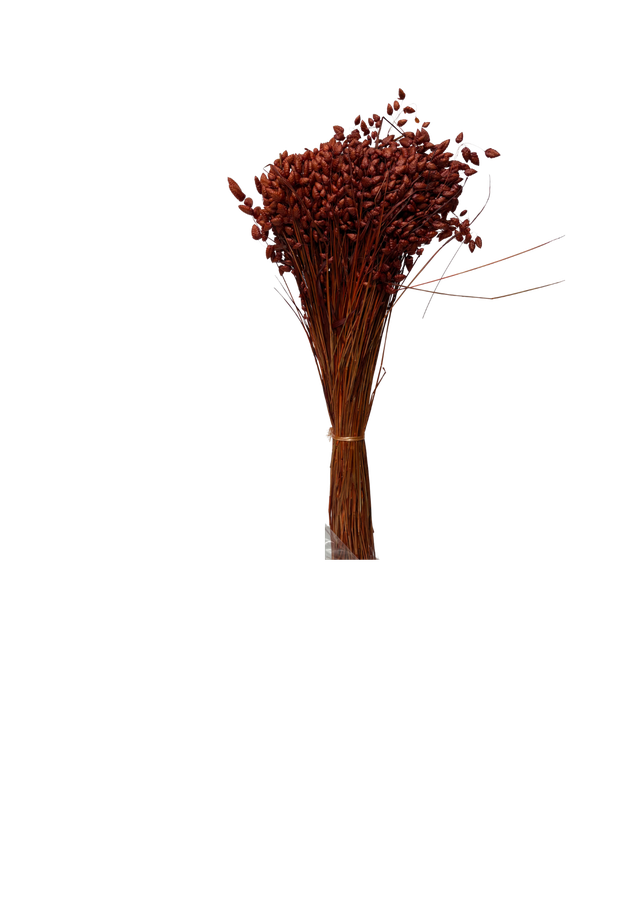 Feuillazur Rungis Briza Maxima fleur séchée vert 60cm