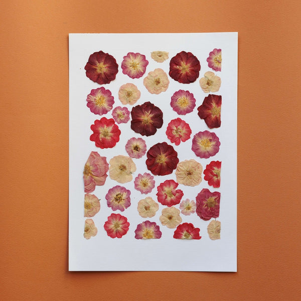 Flowrette Fleurs séchées Herbarium Lovers Garden A4 pressé