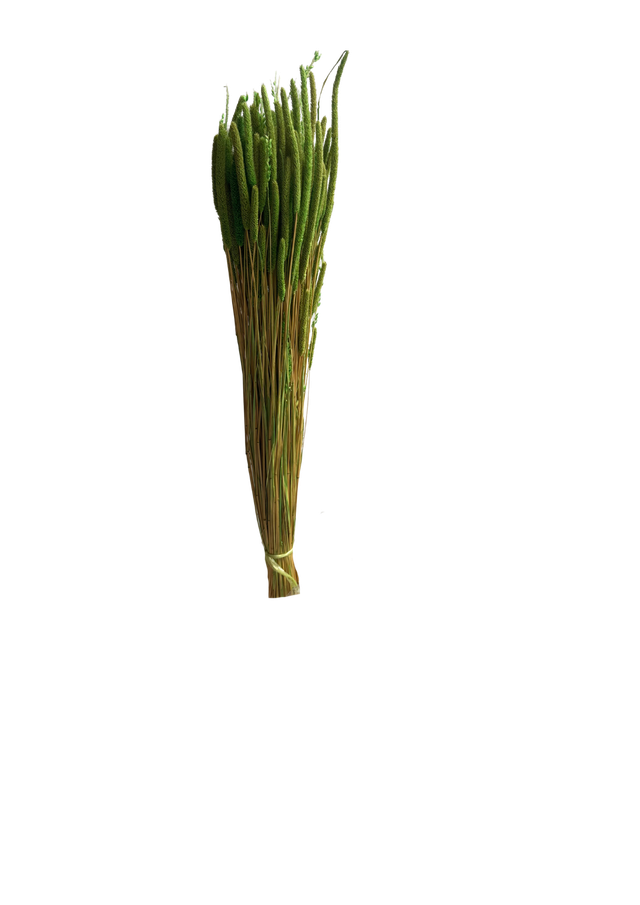 Feuillazur Rungis Phleum Fleur Séchée Naturel 60 cm