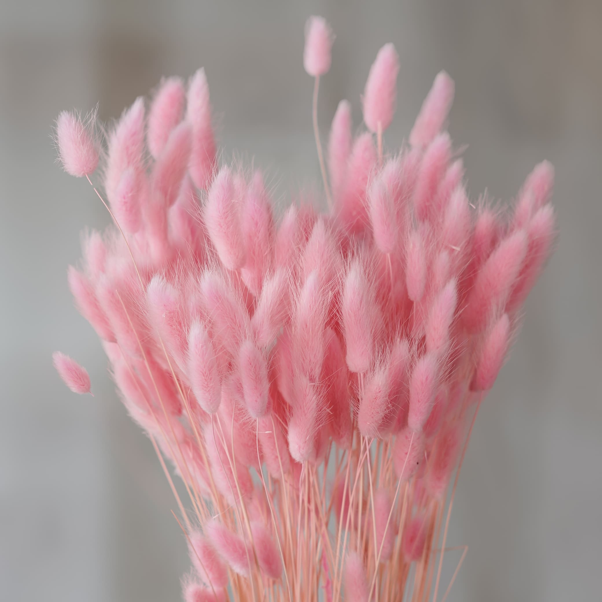 Flowrette Lagurus rose pastel fleurs séchées botte x1