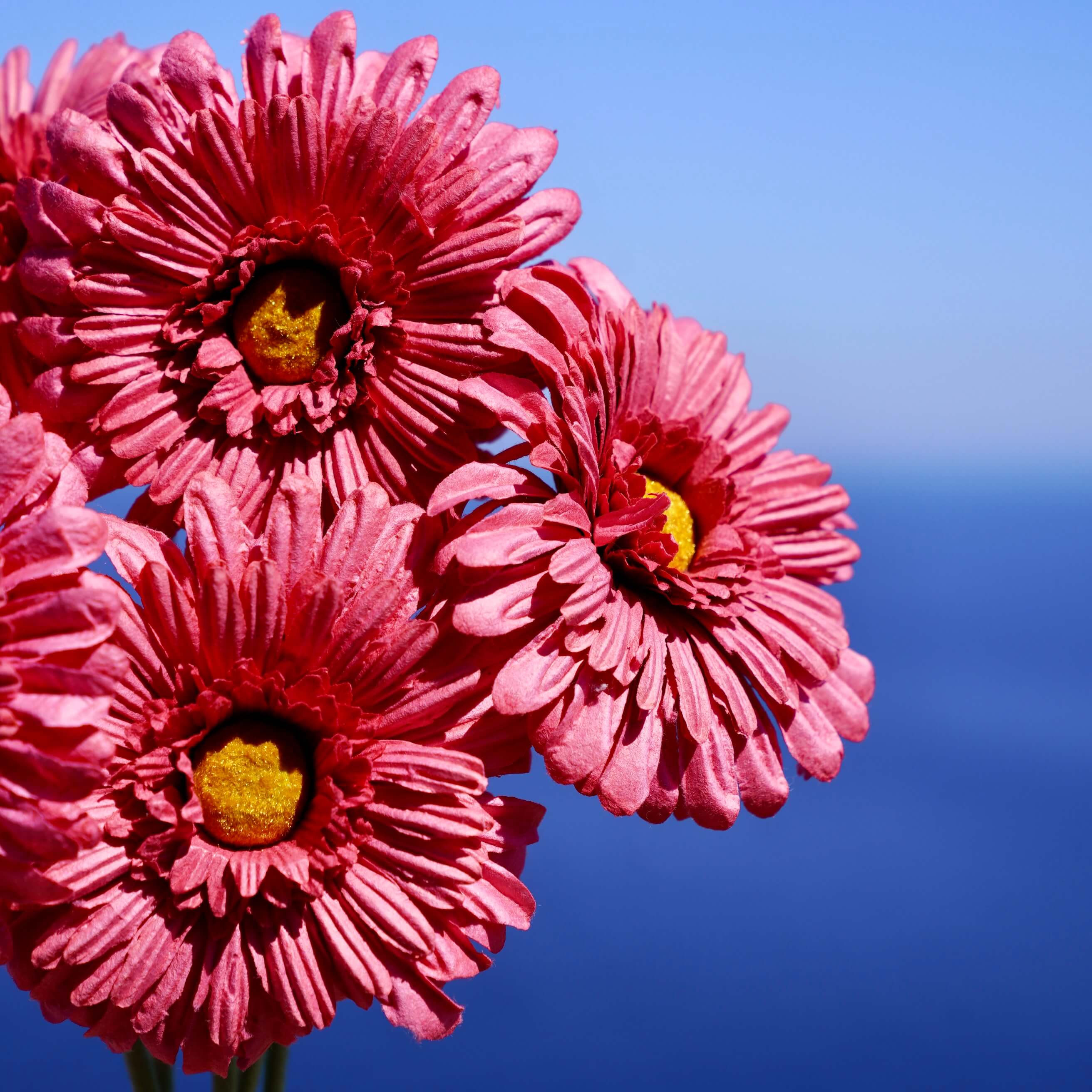 Flowrette Gerbera fleur papier fuchsia x1 élégante