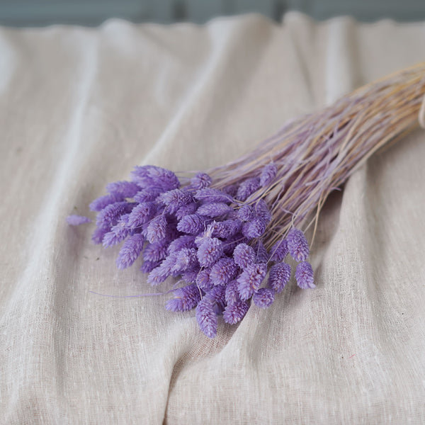 Flowrette Phalaris lilas fleurs séchées botte